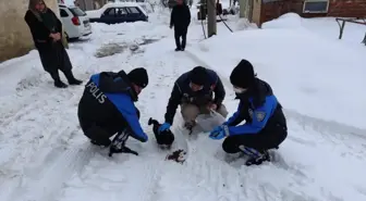 Son dakika haber... Elazığ'da polis ekiplerinden sokak hayvanlarına yem ve mama desteği