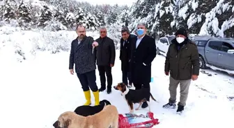 Tosya'da sokak hayvanları unutulmadı