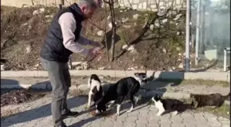 BALIKESİR - Marmara Belediye Başkanı Aksoy, sokak hayvanlarına mama verdi