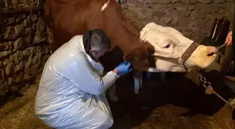 Karda mahsur kalan veterineri doğum yapan ineğe belediye ulaştırdı