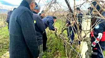 Sarıgöl'de bağ budama kursu açıldı