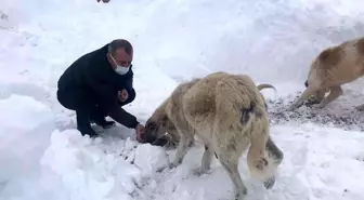 Ordu Valisi Sonel karlı yolda karşılaştığı 'can dostları' besledi