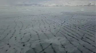 Yüzeyi buz tutan Nazik Gölü'nde kıyıya vuran balıklar dondu