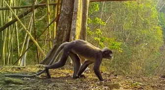 Asya'da 'hayalet maymunun' da dahil olduğu 224 yeni canlı türü keşfedildi