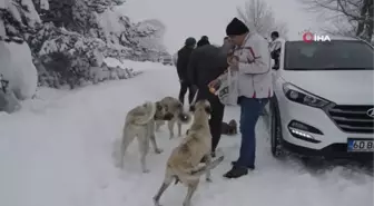 Karlar arasında bulunan 8 köpek yavrusu barınağa götürüldü