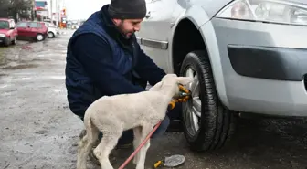 Annesini kaybeden kuzu, lastik tamirhanesinin maskotu oldu