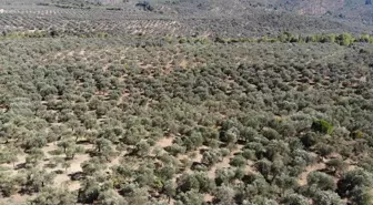 Son dakika! Balıkesir Valiliği'nden zeytin arazilerindeki hayvan zararlarına karşı tedbir kararı