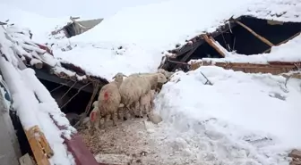 Konya'da çöken ağılda 70 küçükbaş hayvan telef oldu