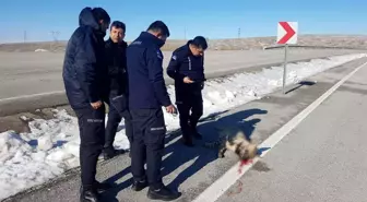 Son dakika 3. sayfa: Çizgili sırtlan kazada telef oldu