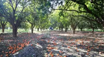 Dalındaki portakalı soğuk vurdu, dökülen ürünler çürüdü