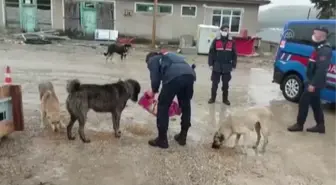 KASTAMONU - Jandarmadan hayvanlar için yem ve mama dağıtımı