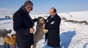 AK Parti'den yaban hayatı için doğaya yem