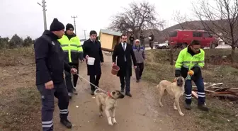 Cumhurbaşkanı talimat vermişti... Sokaktan sahiplenilen 'canlar' sıcak yuvalarında hayat buluyor