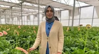 Topraksız serada ürettiği gerbera çiçeğini yurt dışına iki katı fiyata satıyor