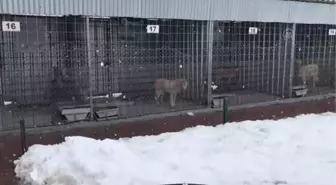 Doğaya terk edilen 10 köpekten 4'ü telef oldu