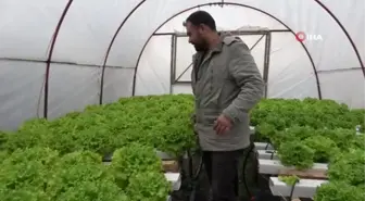 İstanbul'un kalabalığından kaçtı memleketinde topraksız tarıma başladı
