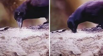 Kargalar gerçekten sanıldığı kadar zeki hayvanlar mı? Yayınlanan son video tartışmaları sona erdirecek