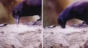 Kargalar gerçekten sanıldığı kadar zeki hayvanlar mı? Yayınlanan son video tartışmaları bitirecek