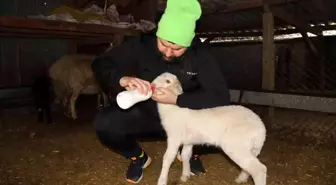 Köpeklerin telef ettiği koyunların öksüz kalan kuzularına biberon ile çocuğu gibi bakıyor