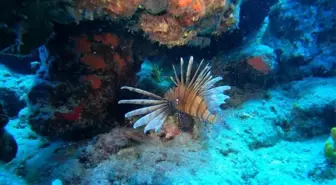 Antalya'da deniz suyu soğudu, istilacı balık türleri kıyıyı terk ederek derine çekildi