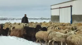 Çoban, koyunlarıyla birlikte kar esareti yaşadı! 4 gün boyunca aç ve susuz kaldılar