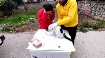 OSMANİYE'DE SOKAK HAYVANLARINA SAĞLIK TARAMASI HİZMETİ