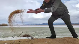 Eber Gölü'ndeki kuşlara yem desteği
