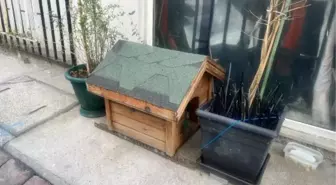 İŞ YERİNDE BAKTIĞI 'KUZUCUK' İSİMLİ KEDİ, KÖPEKLER TARAFINDAN ÖLDÜRÜLDÜ