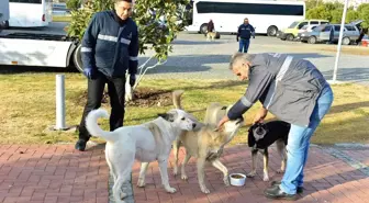 İzmir Büyükşehir, can dostlara mama dağıtımını arttırdı