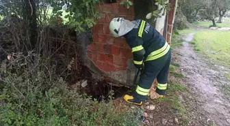 Muğla'da foseptik çukuruna düşen ineği itfaiye çıkardı