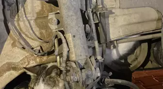 Muğla'da otomobilin motoruna sıkışan kediyi itfaiye kurtardı