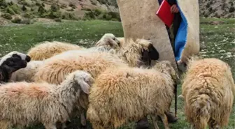 Çobanın tüyler ürperten sonu! Koyunları kurtarmak isterken acı içinde öldü