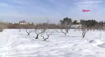 KAR YAĞIŞI ANTEPFISTIĞINDA REKOLTEYİ ARTIRACAK--