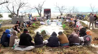 Aydın'da çilek fidelerinin gençleştirilmesi için yüzlerce işçi tarlaya indi