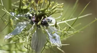 Çörek otunun ve çörek otu yağının faydaları nelerdir? Çörek otu yağının cilde ve saça faydaları nelerdir?