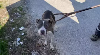 Adana'da sokak hayvanlarına saldıran pitbull barınağa teslim edildi