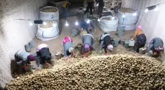 Kapadokya'dan günlük binlerce ton patates iç ve dış piyasaya sevk ediliyor