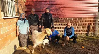 Keçi üçüz doğurdu, yavrulardan biri kuzu! Tüm köy görmek için ahıra akın ediyor