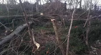 Kestiği ağacın altında kalan yaşlı adam hayatını kaybetti