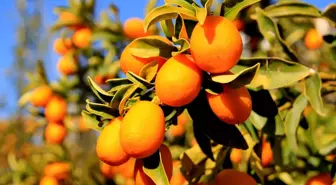 Mersin'de geliştirilen kumkuat türleri hem damağa hem de göze hitap edecek