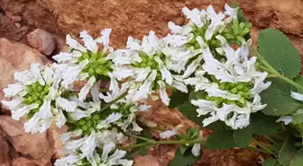 Ünlü botanikçi Nemrut Dağı'nın eteklerinde yeni bitki keşfetti