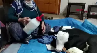 VETERİNERİN 'AHIRDA KALIRSA ÖLÜR' DEDİĞİ BUZAĞIYI EVİNDE BESLİYOR