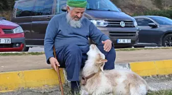 Bu keçi inatçı değil, 'Nazlı'