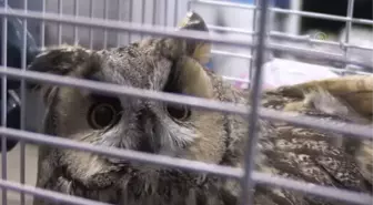 Kulaklı orman baykuşu koruma altına alındı