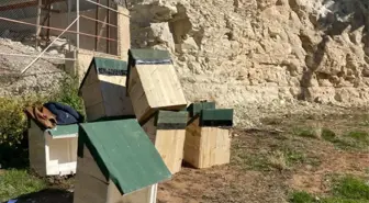 Şanlıurfa'da kelaynak yuvalarının sayısı artırıldı