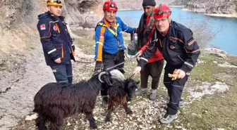 AFAD ekipleri mahsur kalan keçileri kurtardı