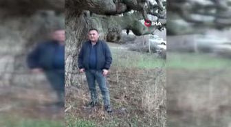Osmancık'ta 10 asırlık ağaç koruma altına alınacak
