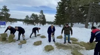 Çorum'da yaban hayvanları için doğaya 500 kilogram yem bırakıldı