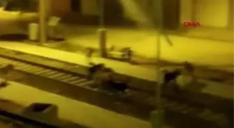 KÖPEKLERİN SALDIRISINA UĞRAYAN 7 YAŞINDAKİ AHMET AĞIR YARALI