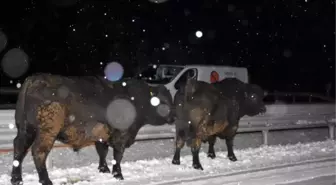 TIR devrildi, anguslar yola düştü